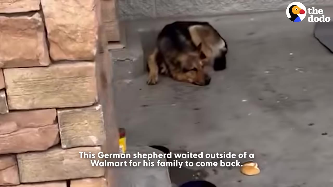 A German shepherd lies on the concrete ground outside a building with a stone pillar, waiting patiently.