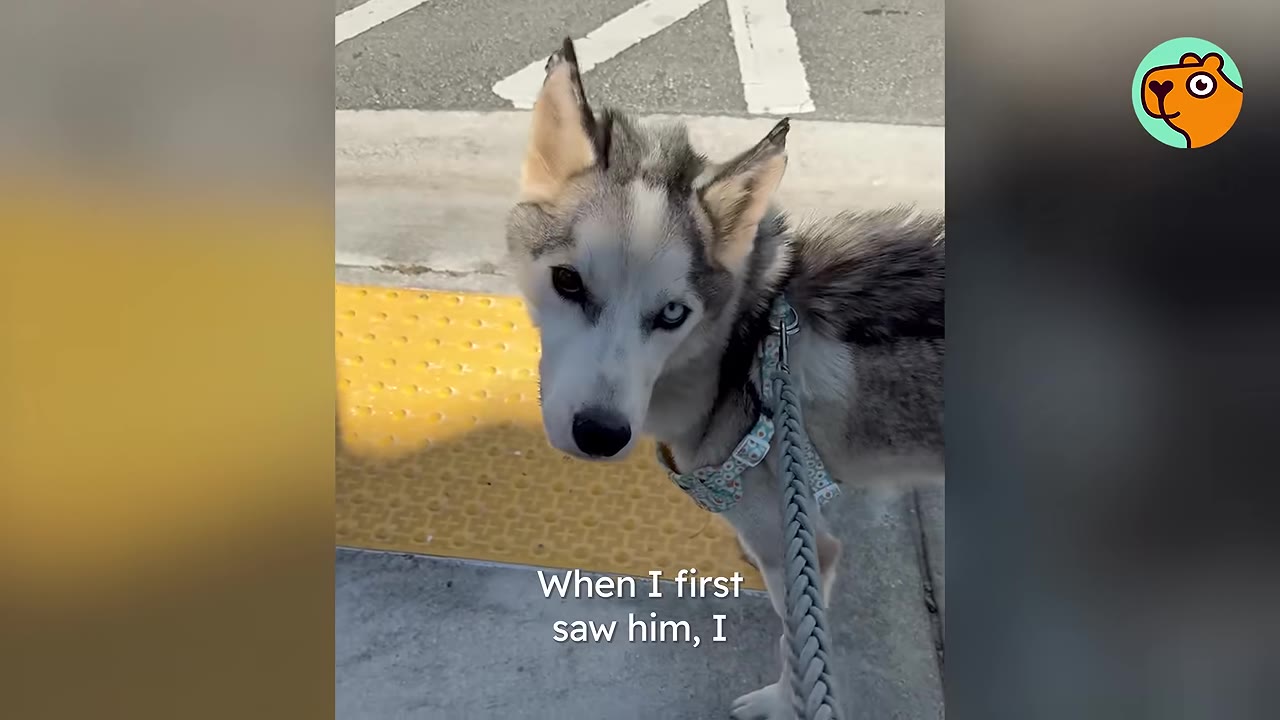 A thin husky dog with blue and dark eyes looks up at the camera while standing on a sidewalk on a leash.