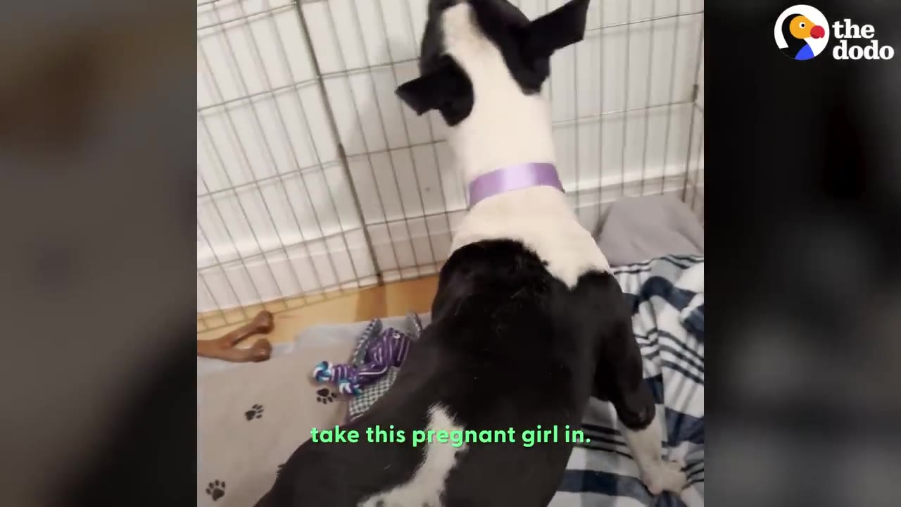 A black and white pregnant dog wearing a purple collar standing inside an indoor wire pen.