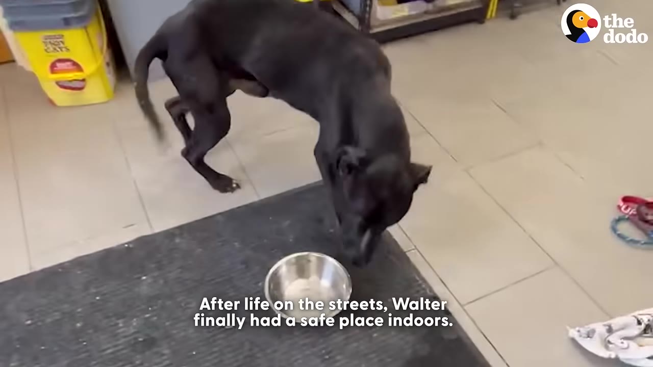 A black dog stands indoors on a tiled floor, leaning down to sniff a metal bowl on a dark mat.