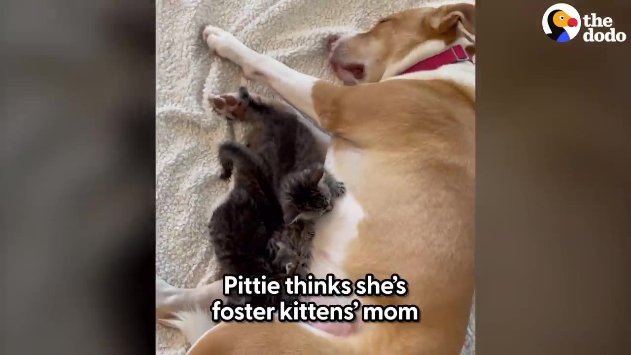 A tan and white dog lying on a blanket while small kittens snuggle against her side.