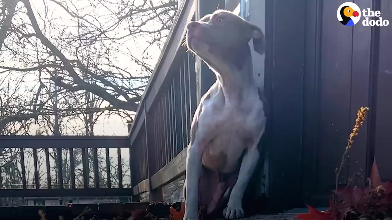 A brown and white dog sitting outdoors on a wooden deck looking cautiously upward.