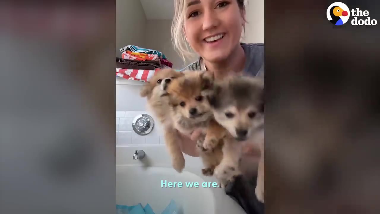 A smiling woman holds three fluffy Pomeranian puppies up to the camera.