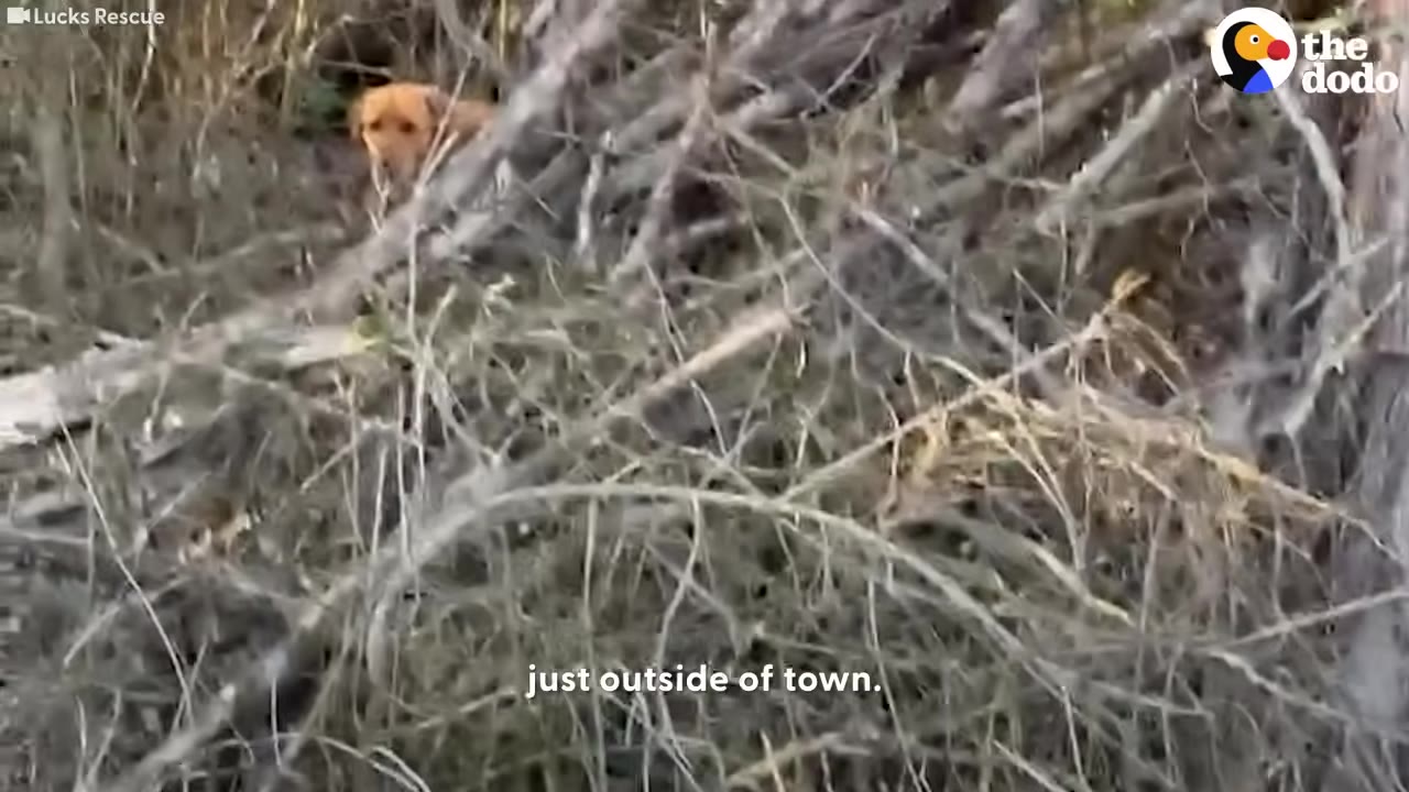 A light brown dog peeks out from behind a dense thicket of dry branches and brush.