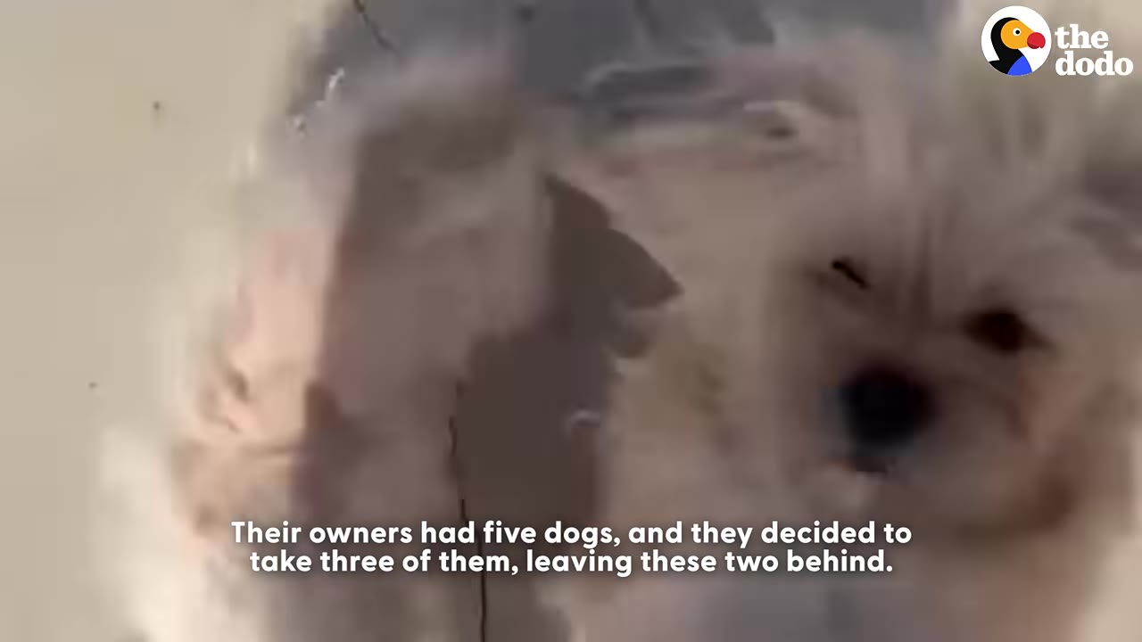A small, fluffy light-colored dog looking through a glass door or window with a sad expression.