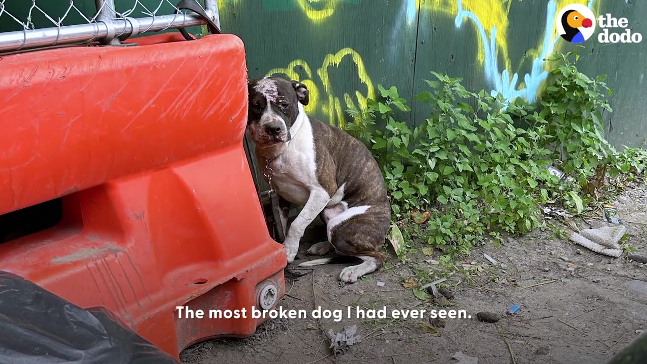 A brindle and white pit bull mix sitting tethered to a red plastic road barrier against a green wall.