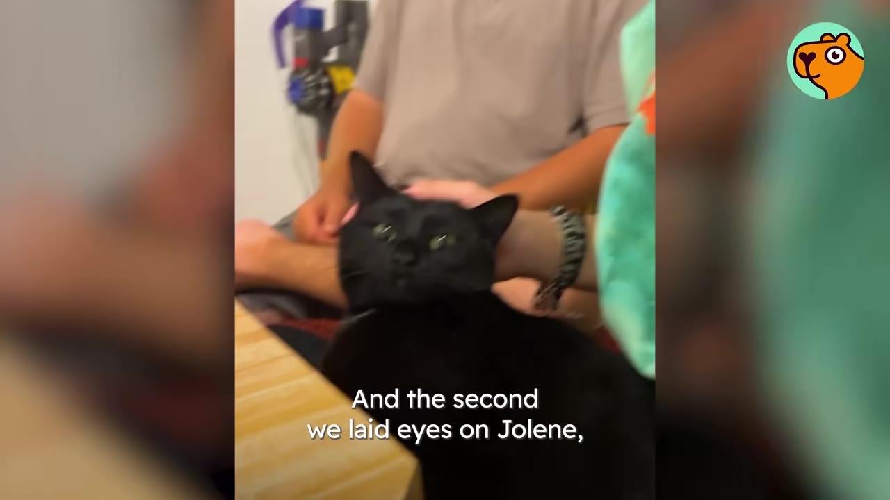 A black cat looking up while being petted on the head by a person sitting indoors.