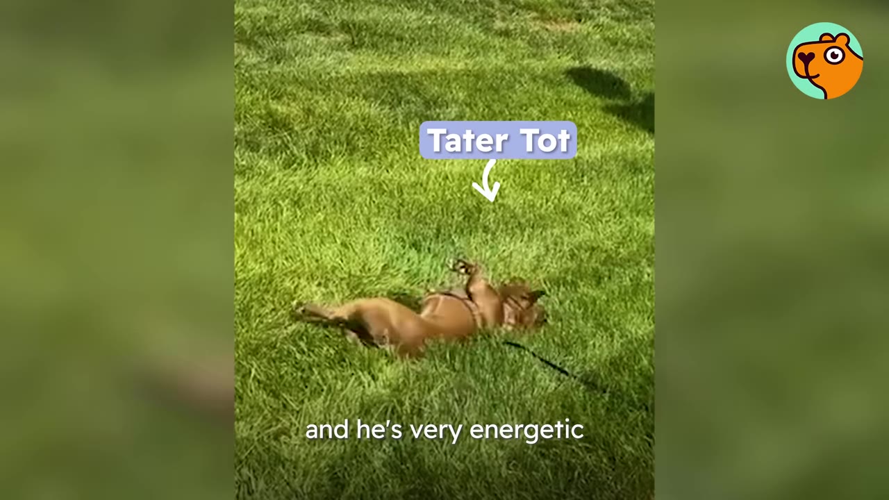 A brown dog rolling around on its back in green grass.