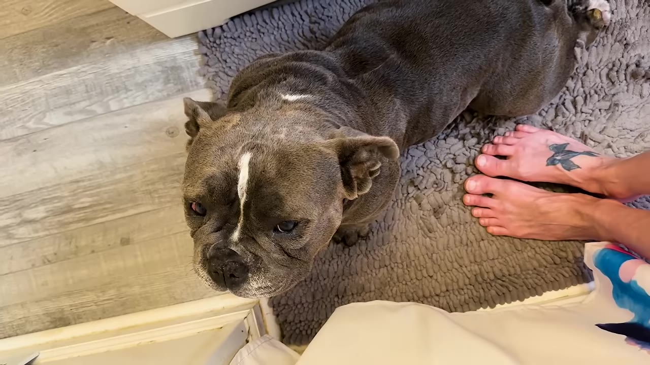 A small grey and white bully breed dog sits on a grey rug looking up towards its owner.