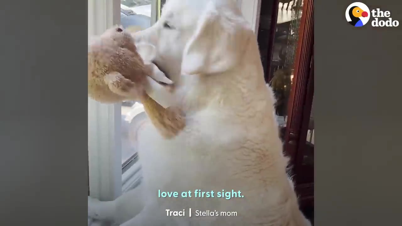 A fluffy white dog holds a small brown plush toy in its mouth while looking out a window.