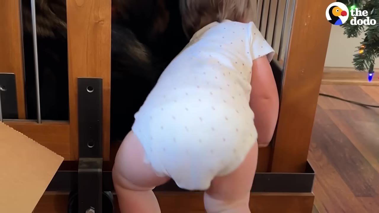 A toddler in a white patterned onesie crawling into a wooden dog crate.