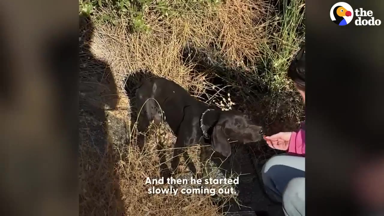 A black dog emerging from dry brush to accept a treat from a person kneeling on the ground.