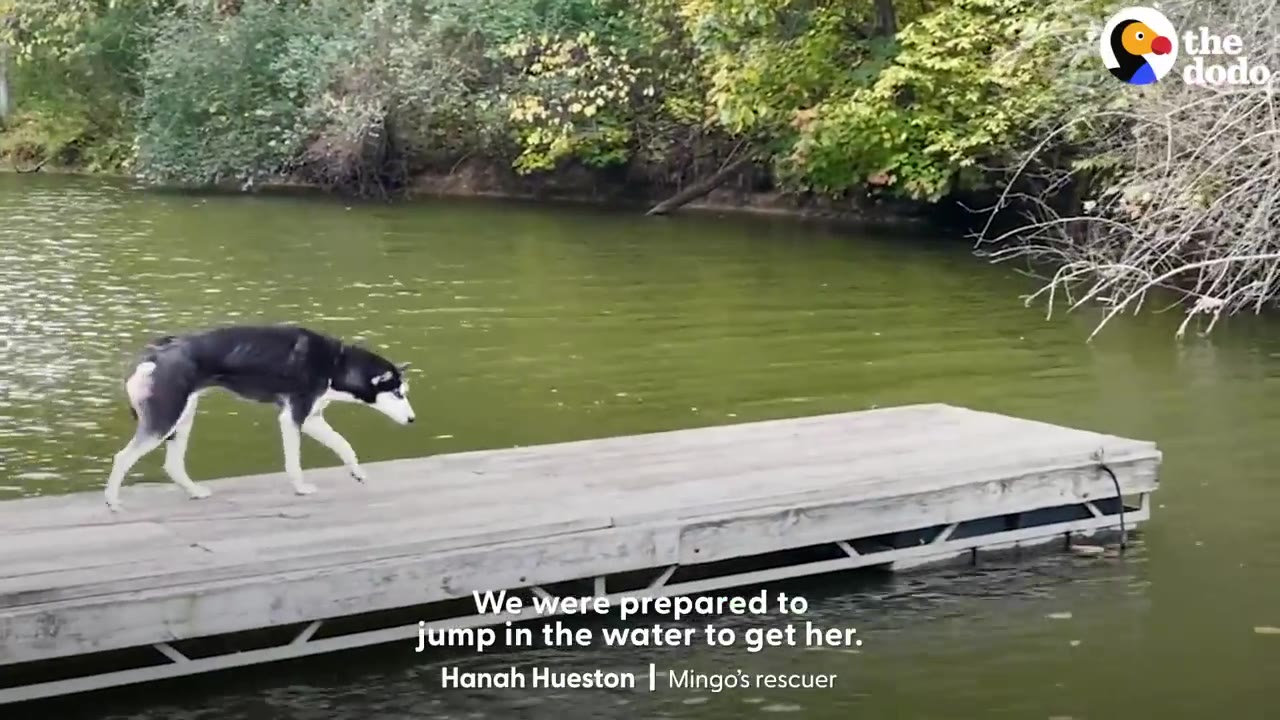 A black and white husky dog walks cautiously along a wooden dock surrounded by water.