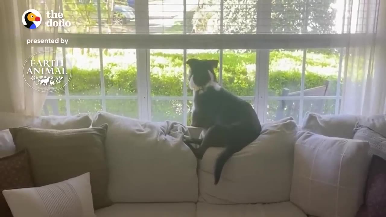 A black and white dog sits on top of a white couch cushion, looking out a large window into a sunny yard.