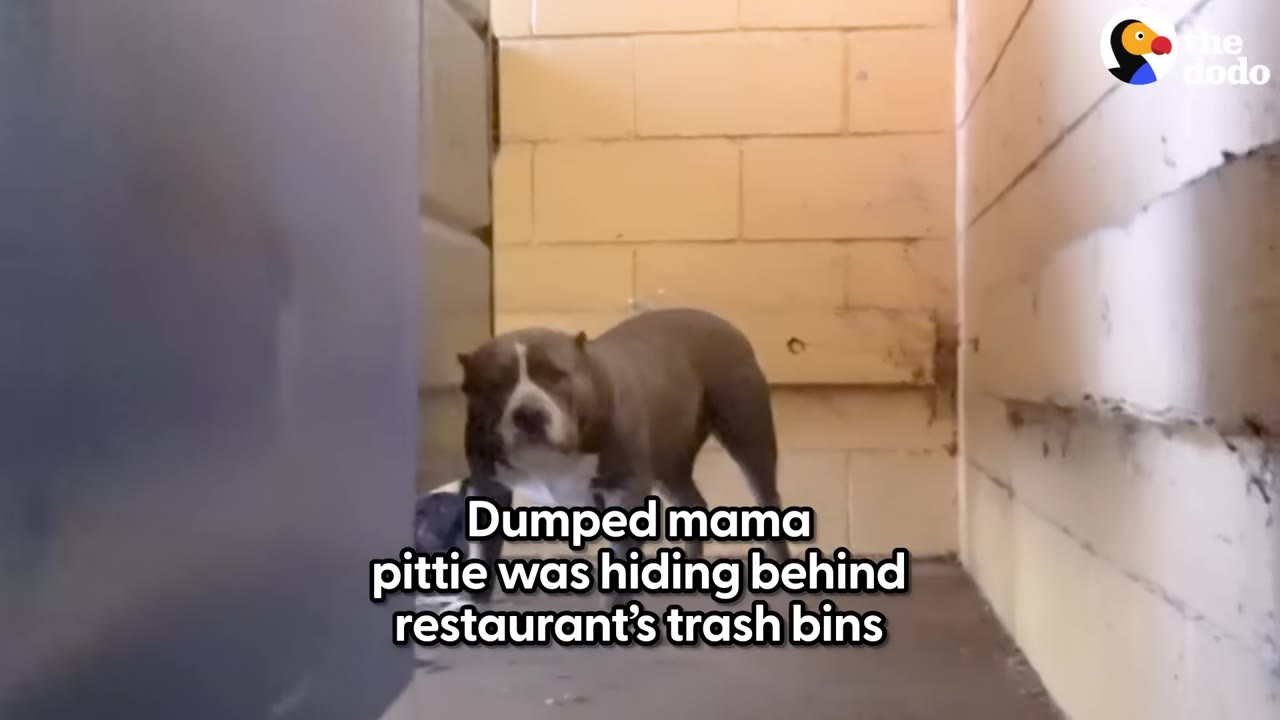 A gray and white pit bull stands in a narrow alleyway behind a large trash bin, looking cautious.