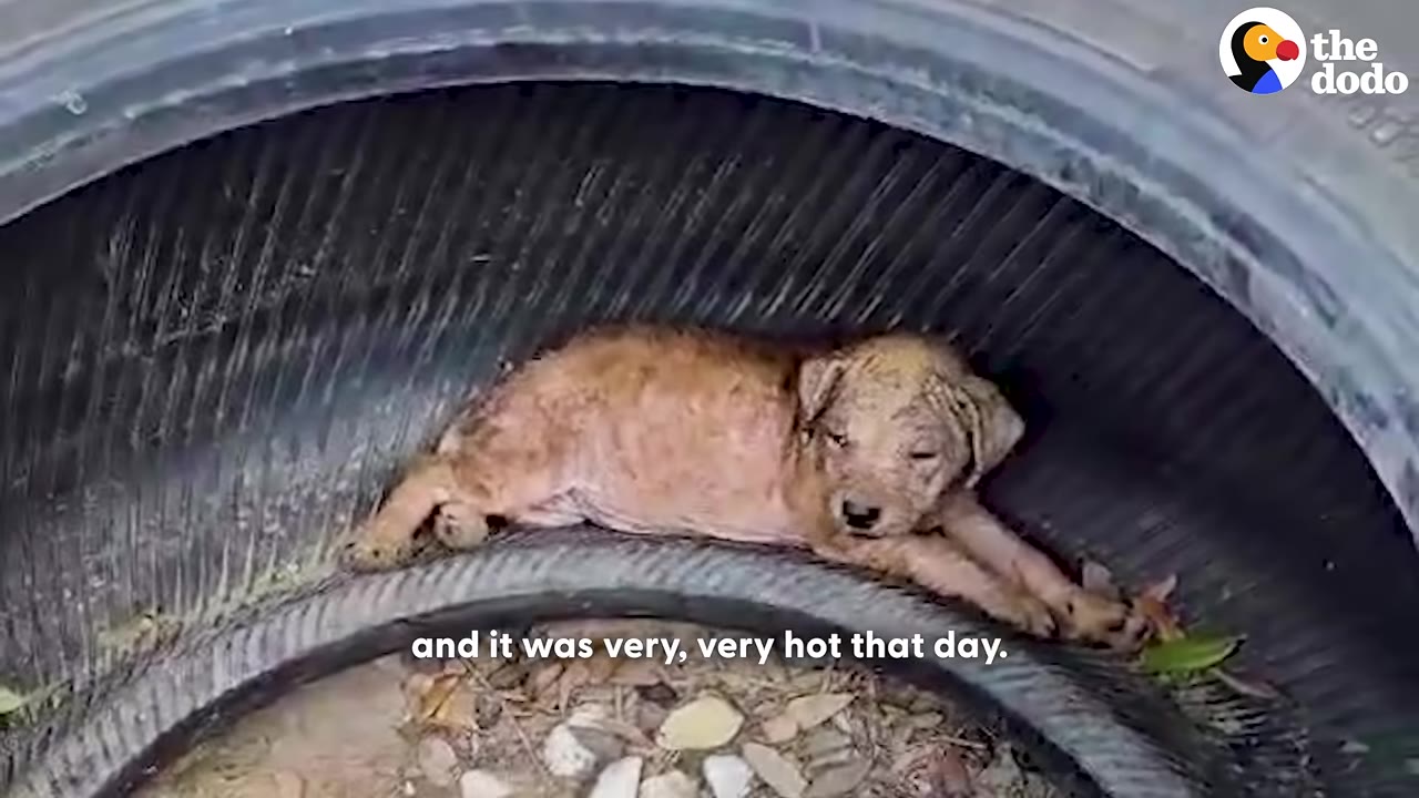 A small, light brown puppy with patchy fur lies curled up inside the hollow of a large black tire on the ground.