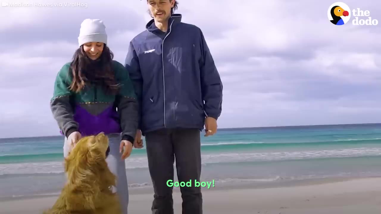 A man and a woman standing on a sandy beach next to the ocean, smiling down at their golden retriever.