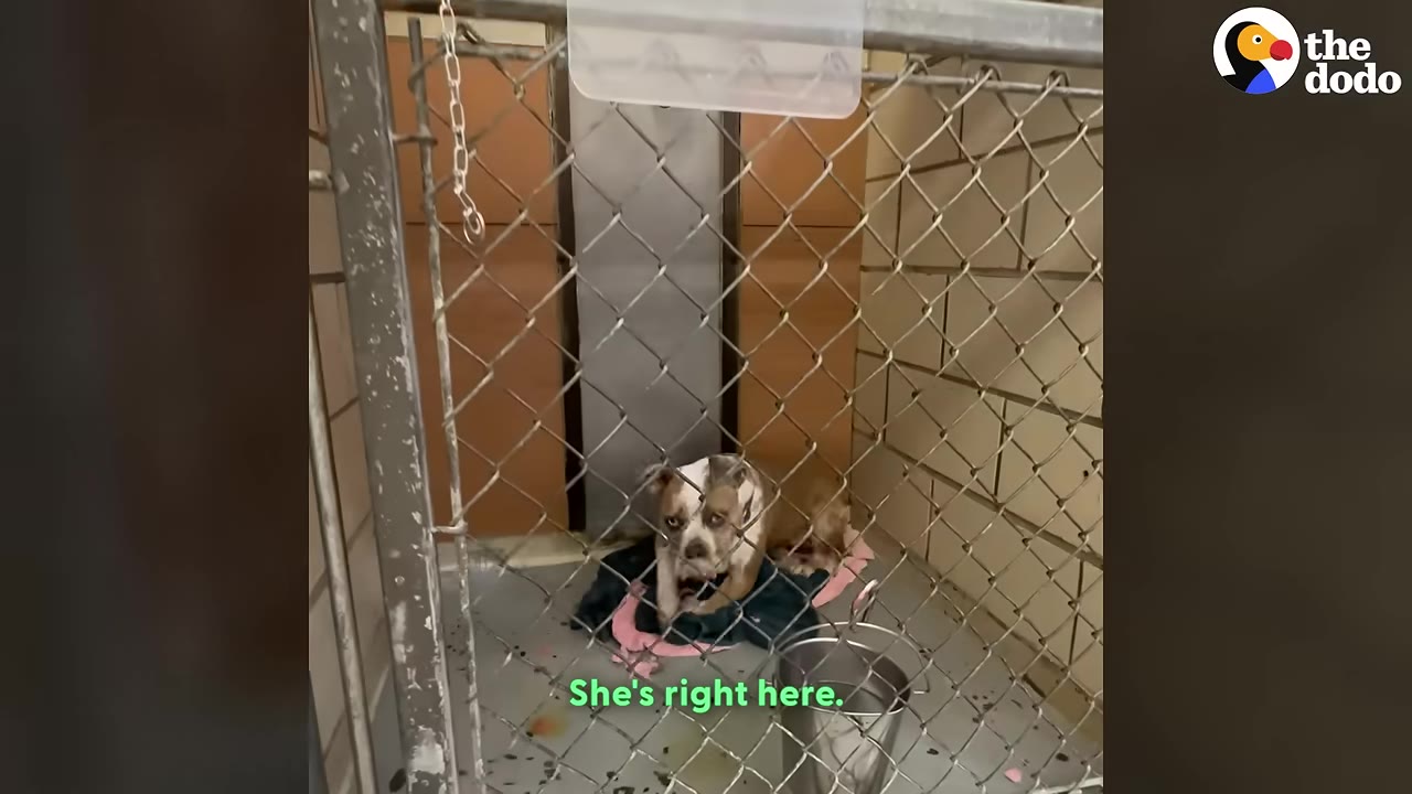 A brown and white pit bull sits sadly on a blanket inside a chain-link shelter kennel.