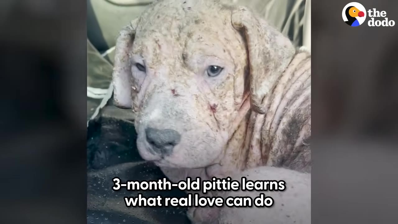 A close-up portrait of a young pit bull puppy with severe skin irritation and mange looking into the camera.