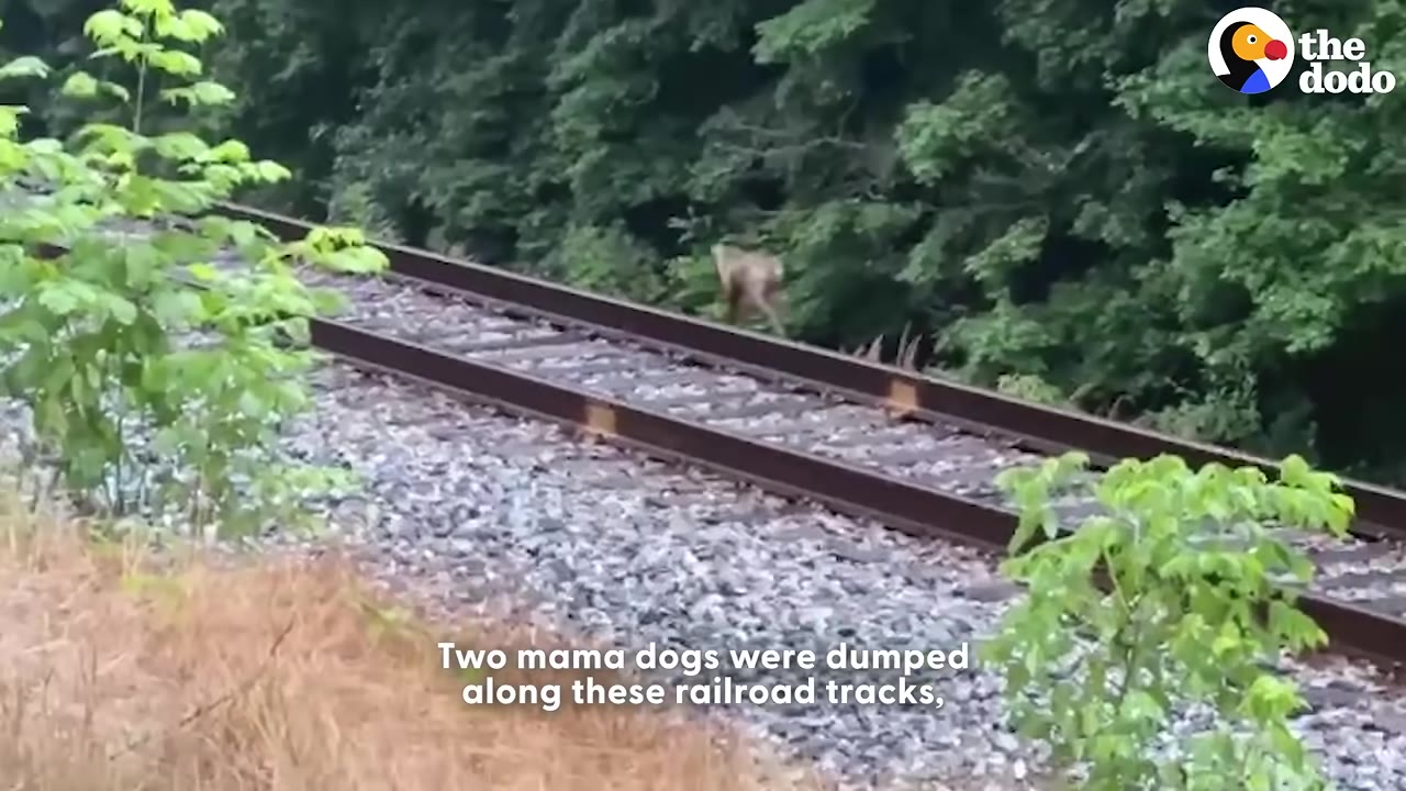 A brown dog walks along a set of railroad tracks next to a dense forest.