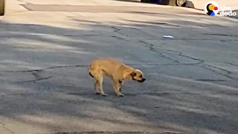 Terrified Little Dog Stood Injured In The Middle Of A Texas Road As Cars Passed By