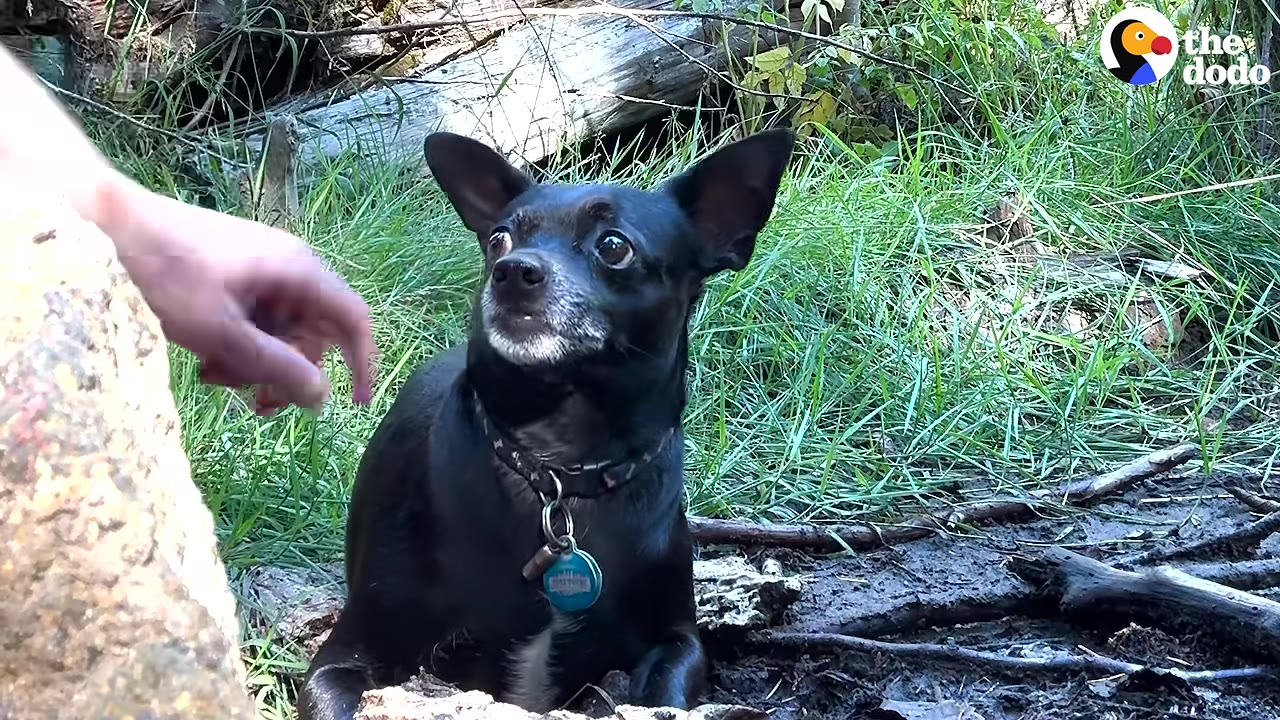 A small black dog with large ears and a collar sits in a grassy, wooded area, looking up with wide eyes at a hand reaching toward it.