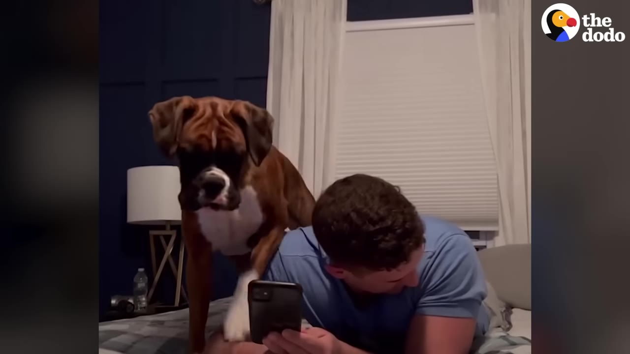 A Boxer dog stands on a bed leaning over a man who is looking at his phone.