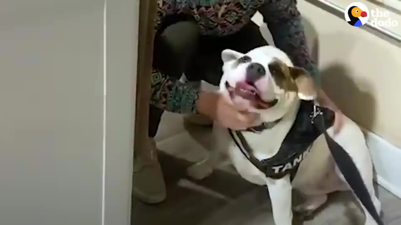 A white and brown dog wearing a harness smiling as a person scratches him under his chin.