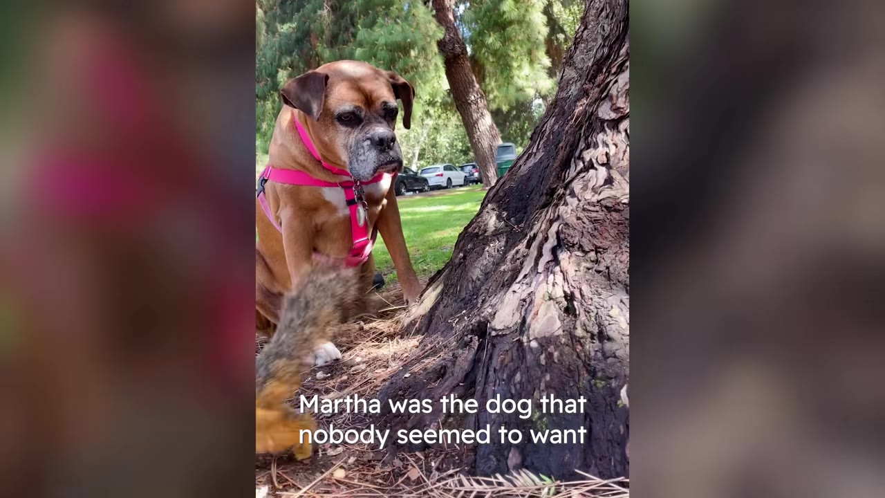 A brown boxer dog wearing a pink harness sitting near a tree outdoors in a park.