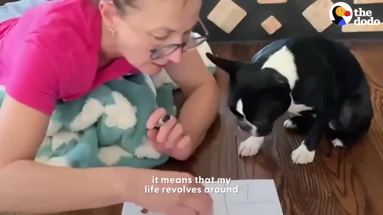 A woman laying on the floor playing an interactive game with her black and white Boston Terrier dog.