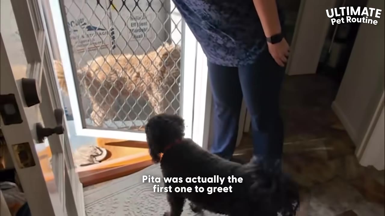 A small black dog stands inside an open doorway looking through a screen door at a fluffy golden dog standing outside, while a person stands nearby.