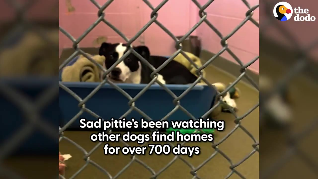 A black and white dog resting in a dog bed inside a shelter kennel behind a chain-link fence.