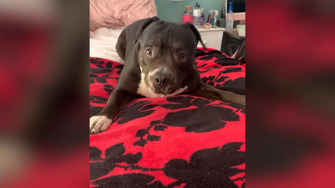 A black pit bull mix dog lying on a red patterned blanket and looking directly into the camera.