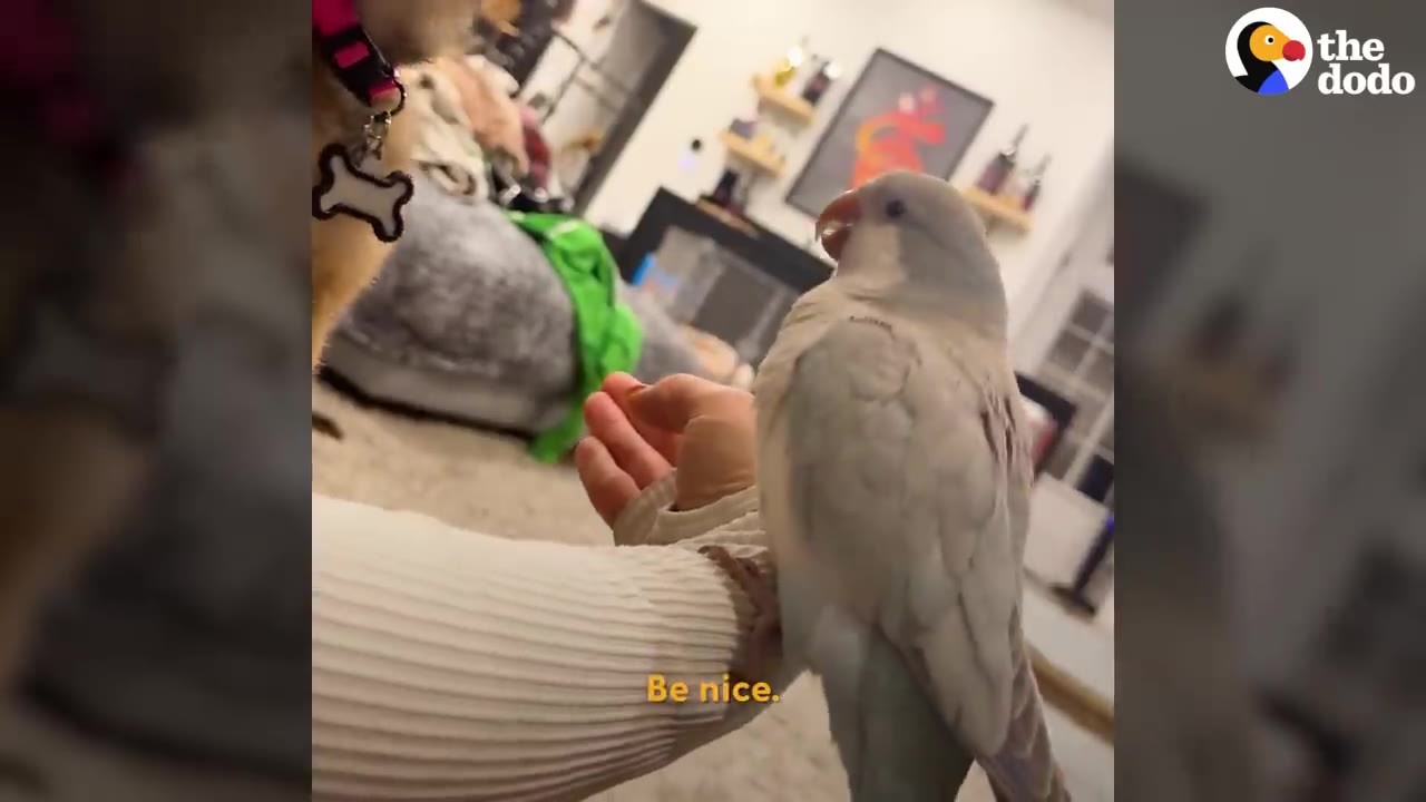A light blue parakeet perches confidently on a person's hand, looking towards a puppy in the background.
