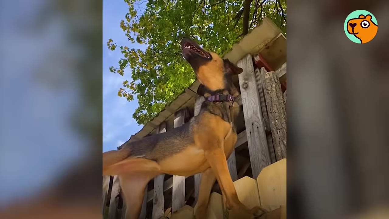 A medium-sized tan and black rescue dog wearing a collar stands outside near a wooden fence and tree canopy, looking upward.