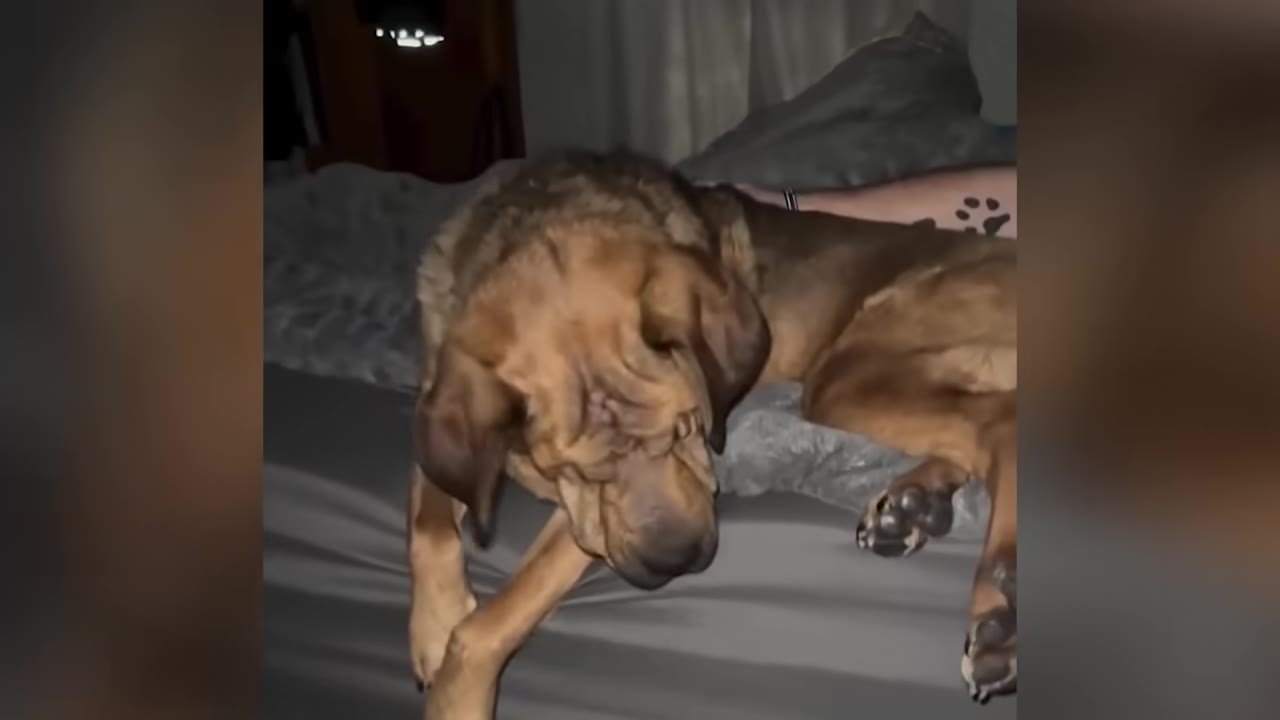 A large brown dog lies on a bed next to a person, resting its head on the mattress.