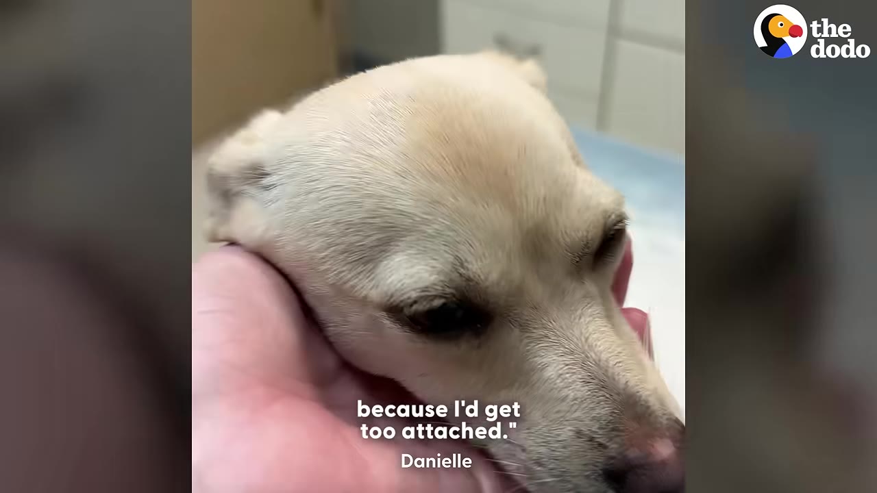 A close-up shot of a person's hand gently cradling the head of a small, light-colored dog.