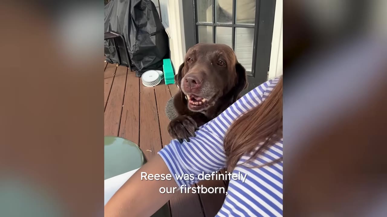 A chocolate Labrador resting its paws on an owner's arm on an outdoor deck while looking up happily.