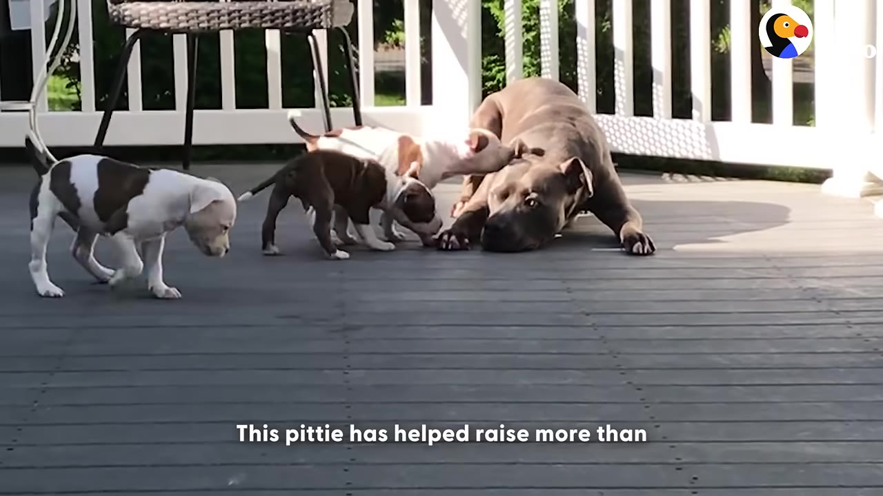 A large grey pit bull lies gently on a wooden deck as three small brown and white puppies play around him.