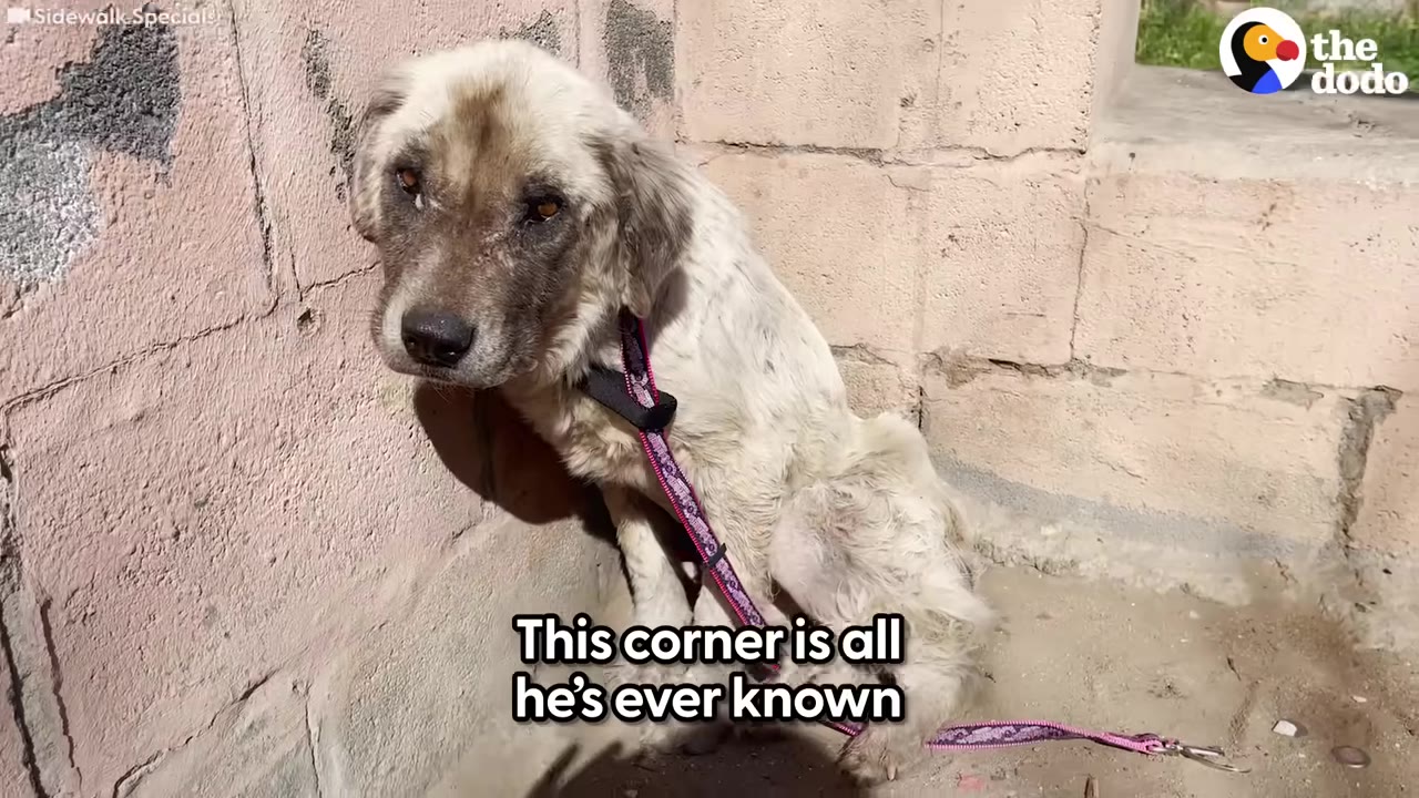 A scruffy light-colored dog wearing a harness sits curled up against a concrete wall corner.