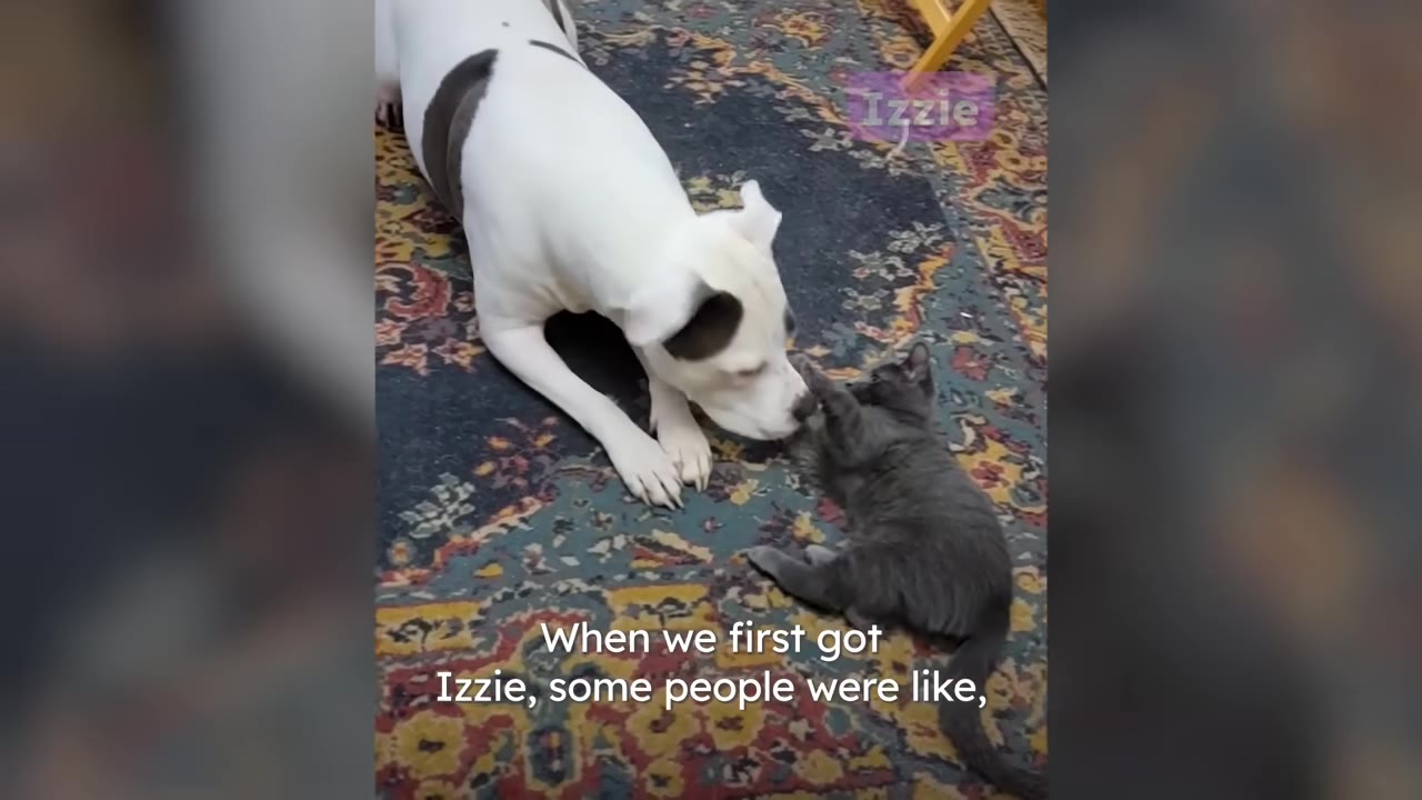 A white pitbull with dark spots lies on a patterned rug, gently interacting with a small grey kitten lying on its back.