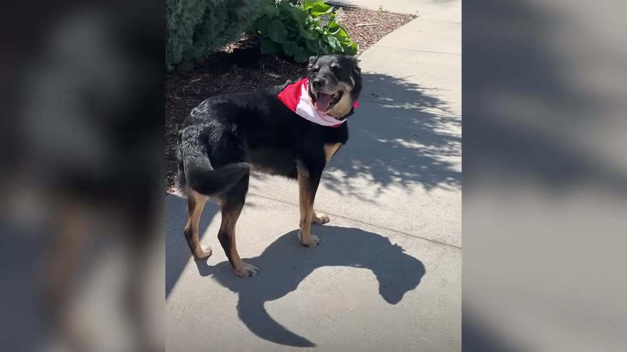 A black and tan dog wearing a red and white bandana stands on a paved walkway outdoors.