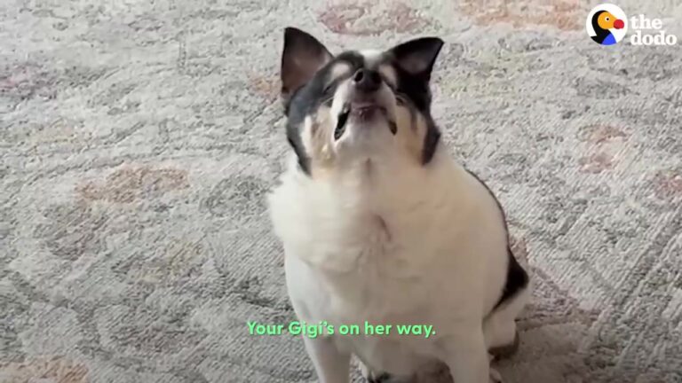 Texas Dog Lost Her Sight To Glaucoma, But Her Reaction To Her Favorite Person Proves True Love Is Blind