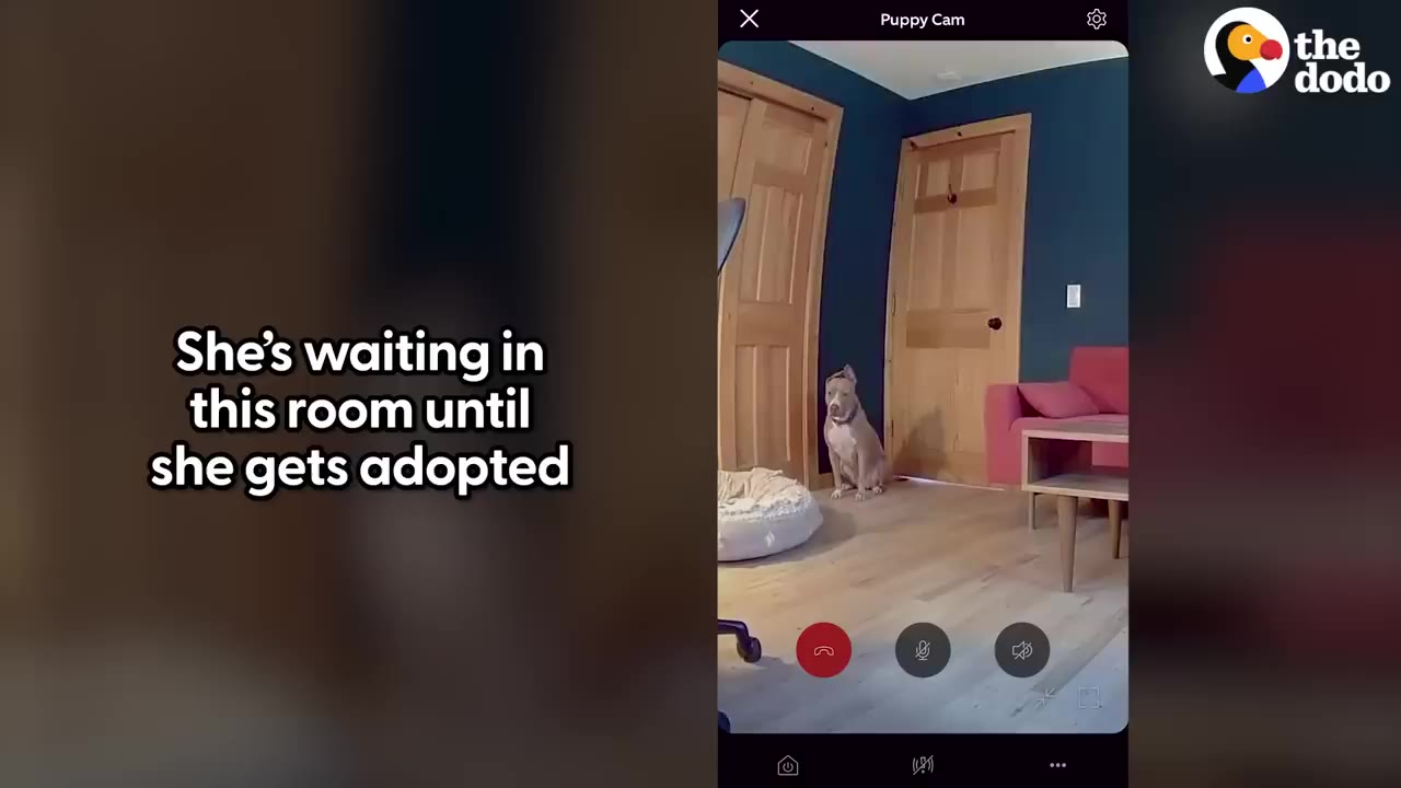 A pit bull mix sitting on the hardwood floor in a room near a closed wooden door, viewed through a puppy camera feed.