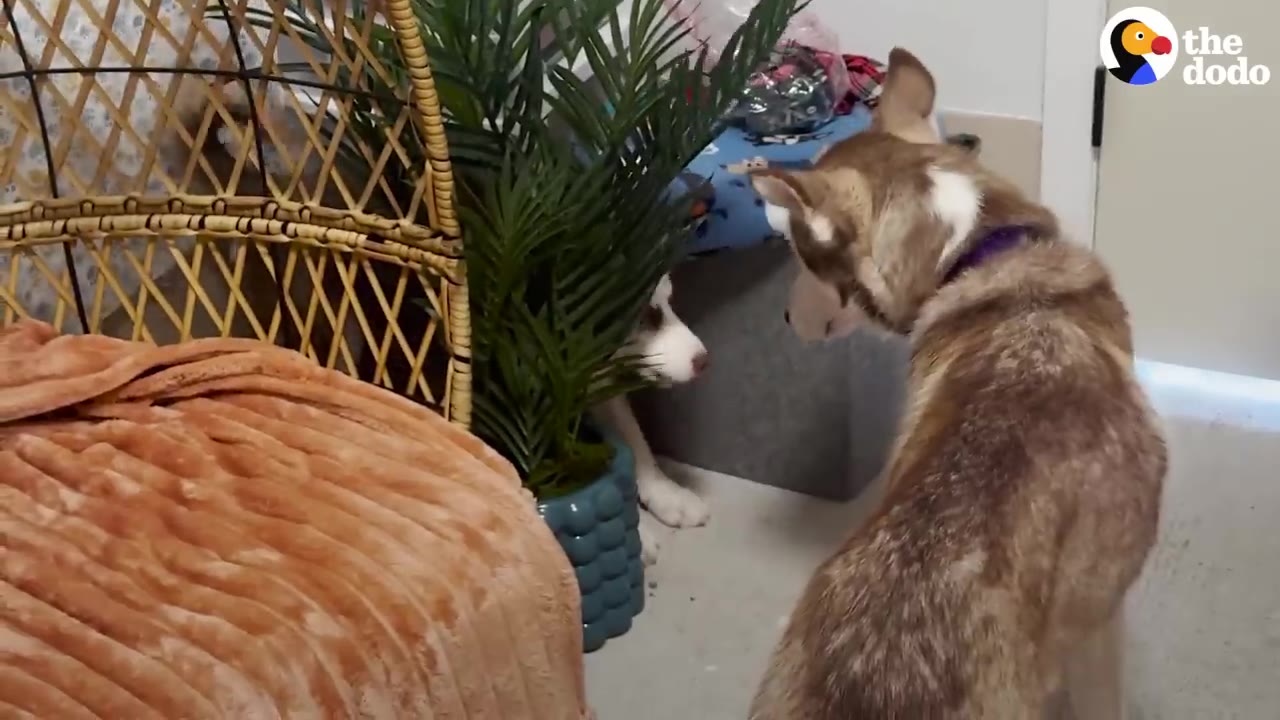 An adult brown and white husky stands indoors, looking down at a husky puppy peeking out from behind a potted green plant.