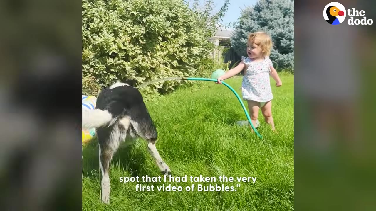 A young toddler holding a garden hose outdoors on the grass, spraying water toward a black and white dog.