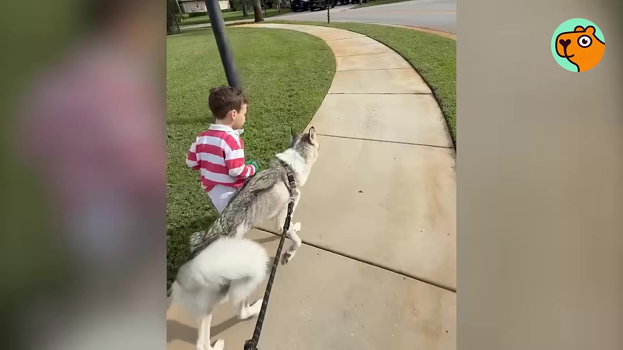 A young child in a striped shirt walks alongside a grey husky dog on a leash along a paved sidewalk.