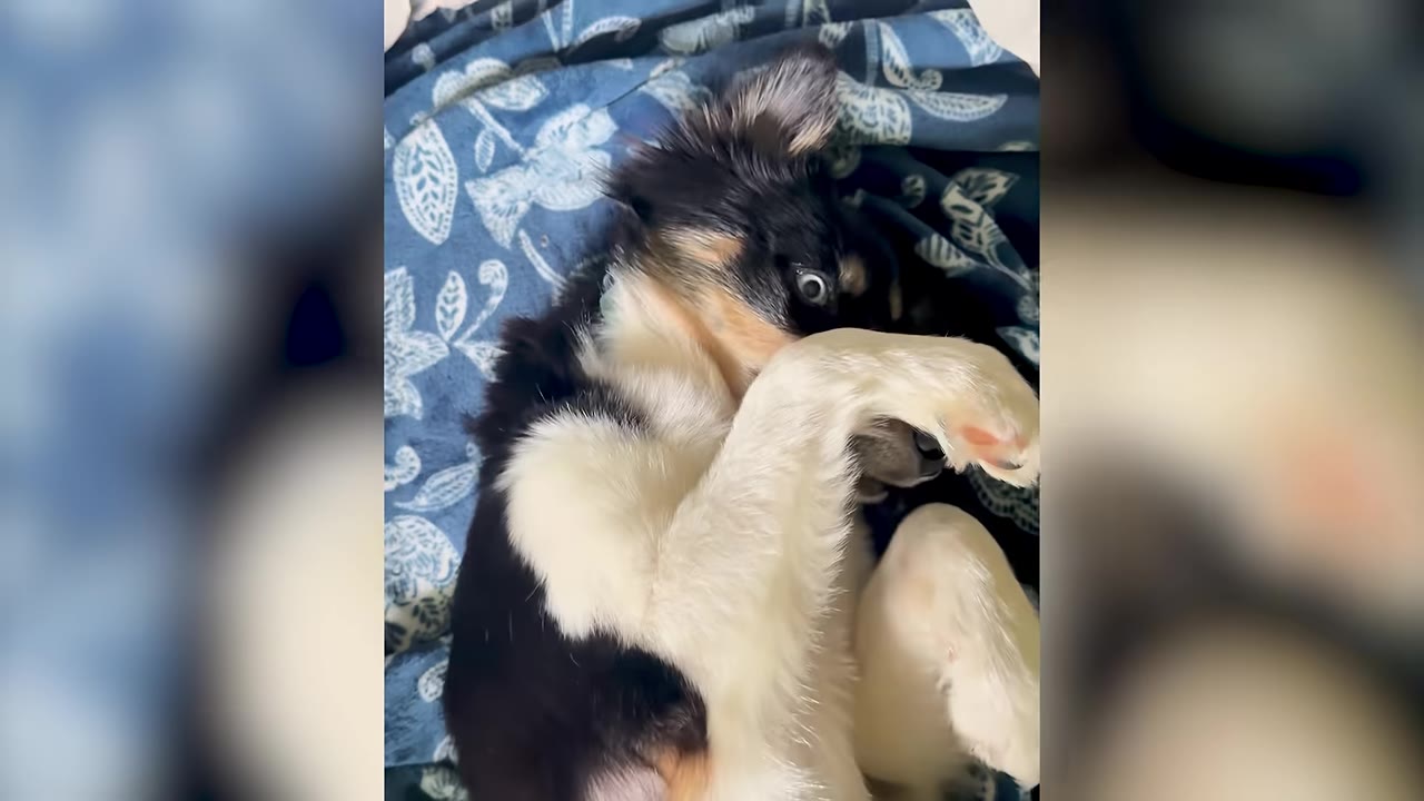 A black, white, and tan dog lies playfully on its back on a blue patterned blanket, looking up with bright eyes.