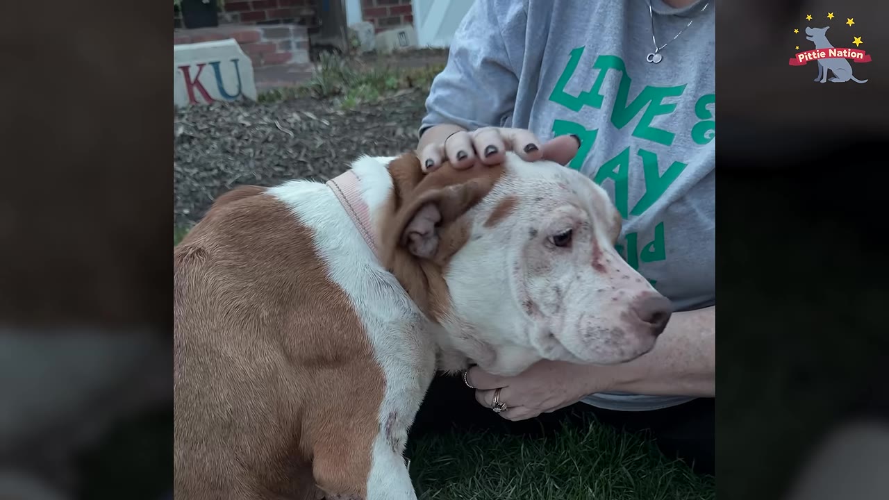 A brown and white dog wearing a pink collar is gently petted on the head by a woman wearing a grey t-shirt.