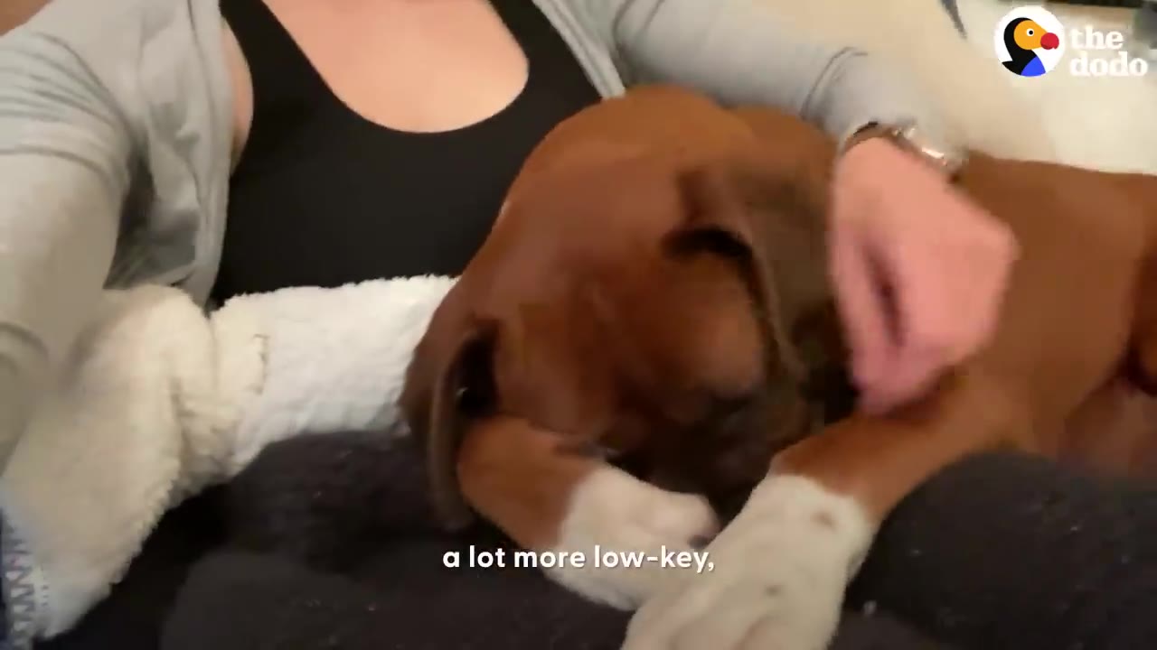 A brown dog with white paws lying on a person's lap while being gently petted.